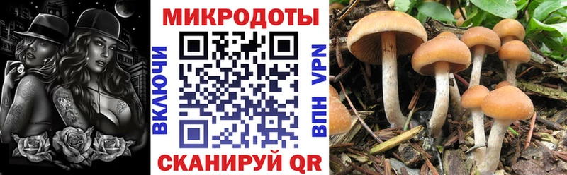 Псилоцибиновые грибы мицелий  купить наркотики сайты  Новочеркасск 